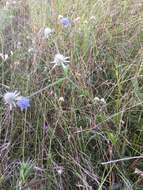 Image de Eryngium integrifolium Walt.