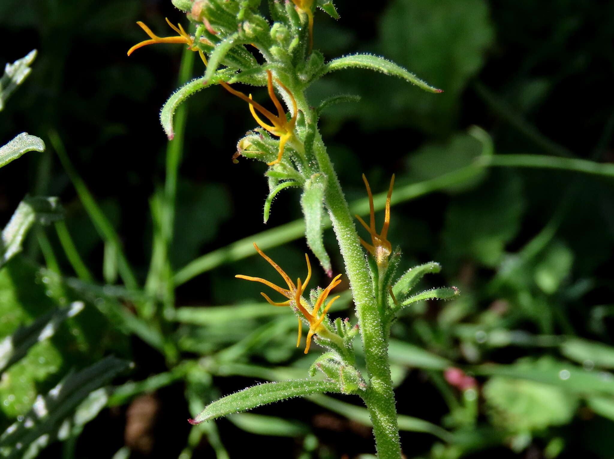 Image of Manulea cheiranthus (L.) L.