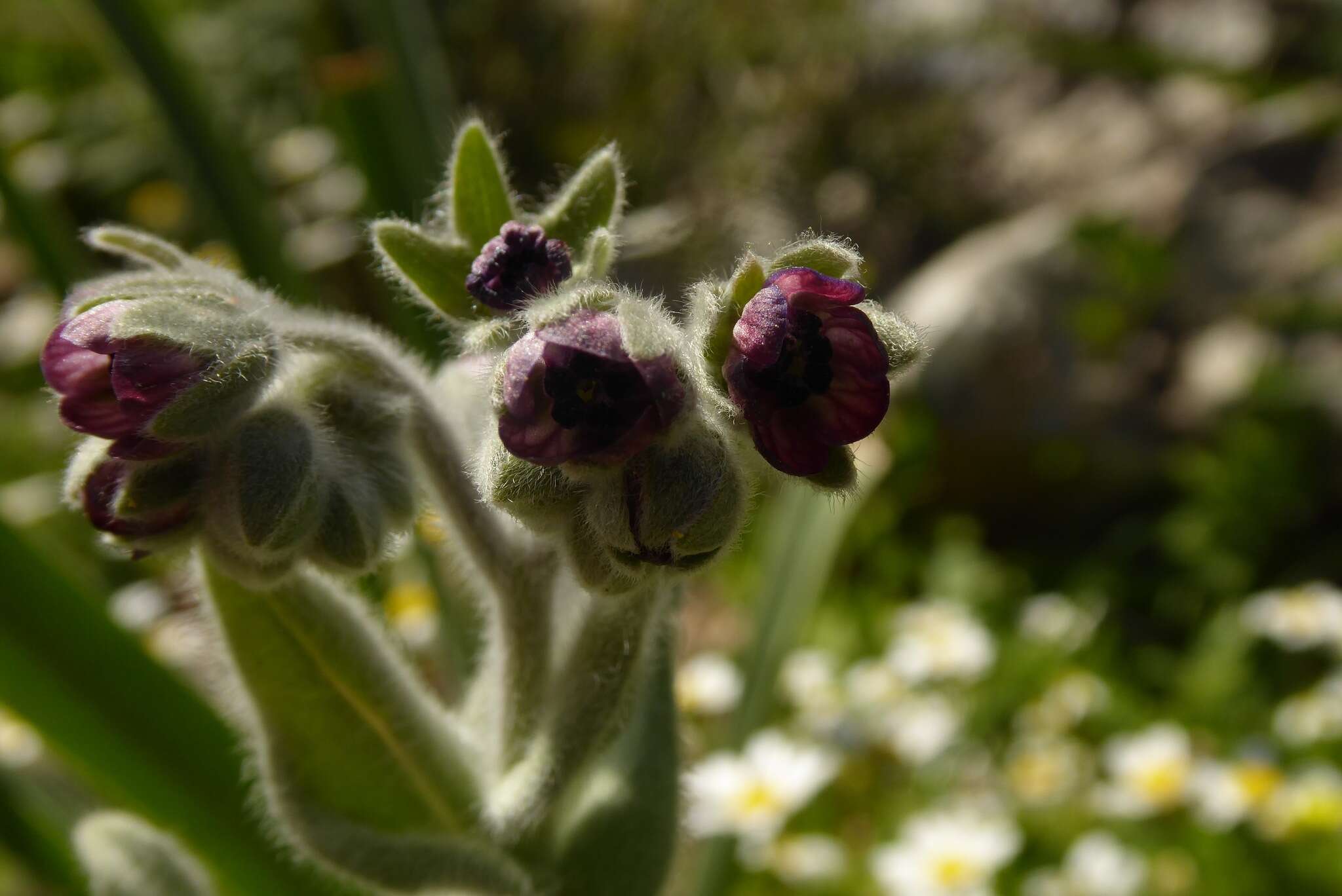 Image de Cynoglossum columnae Ten.