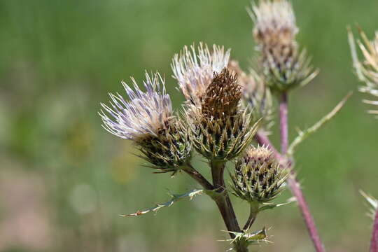 Plancia ëd Cirsium clavatum (M. E. Jones) Petr.