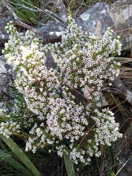 Image of Erica diosmifolia Salisb.