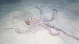 Image of night octopus