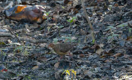 Image of Ruddy Quail-Dove