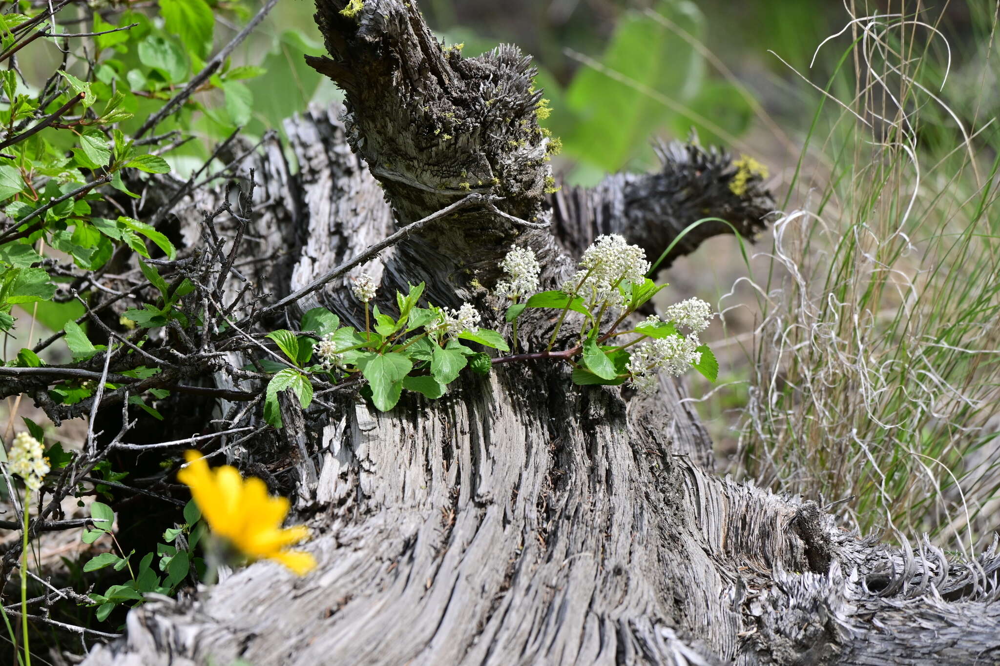 Image of Redstem Ceanothus