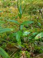 Image of bog laurel