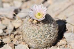 Image of Lloyd's Mariposa cactus