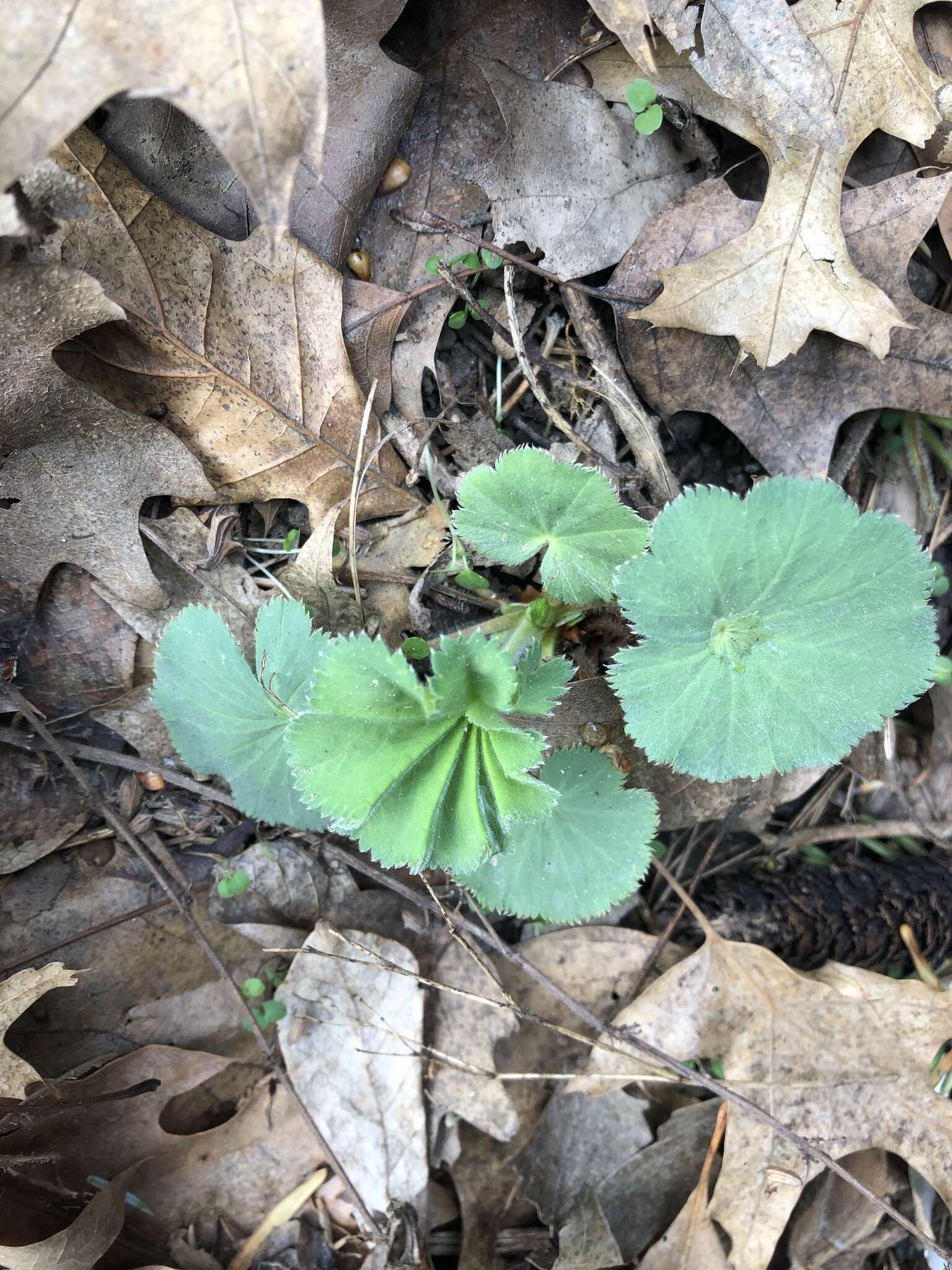 Image of Alchemilla vulgaris L.