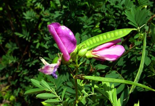 Image of Tephrosia grandiflora (Aiton) Pers.