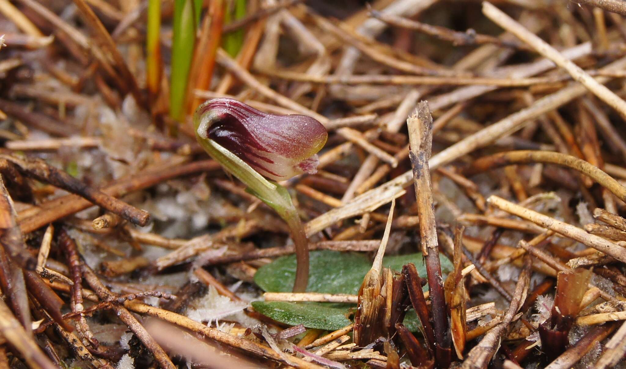 Image of Swamp helmet orchid