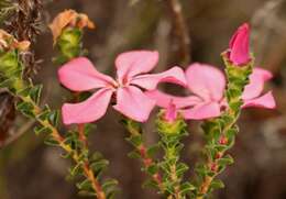 Image of Acmadenia tetragona (L. fil.) Bartl. & Wendl. fil.