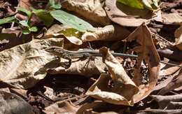 Image of Four-lined Ameiva