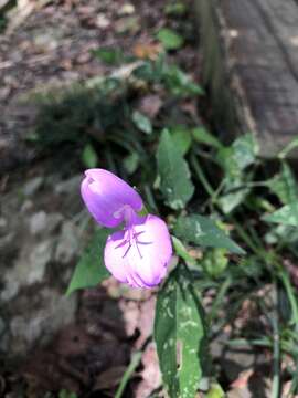 Image of Dicliptera tinctoria