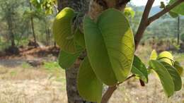 Annona longiflora S. Watson resmi