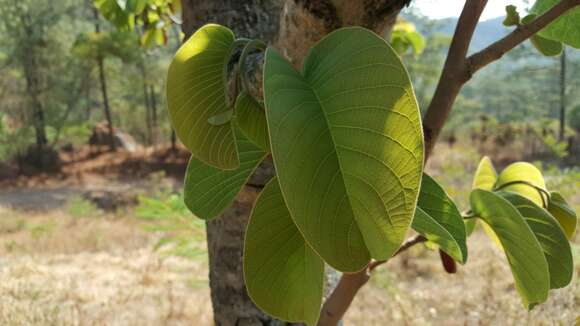 Image of wild cherimoya of Jalisco