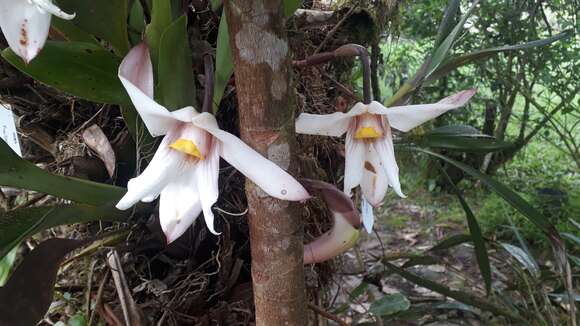 Image of Maxillaria augustae-victoriae F. Lehm. & Kraenzl.