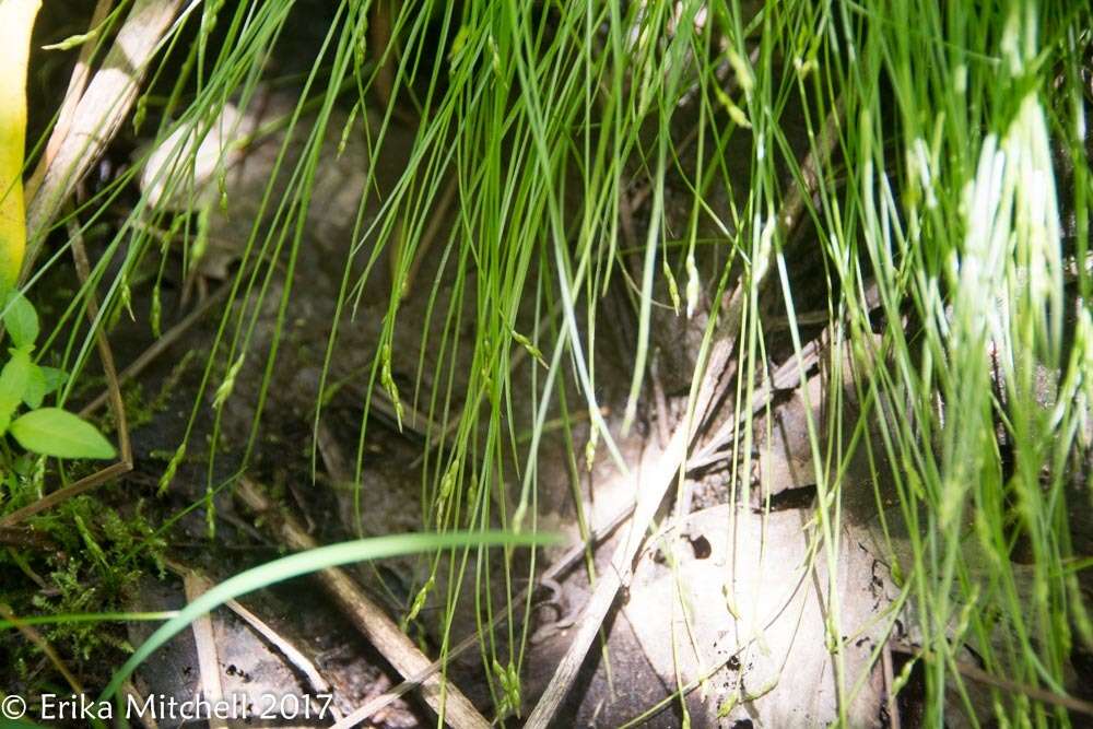 Image of Bristly-stalked sedge