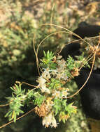 Cuscuta salina Engelm. resmi