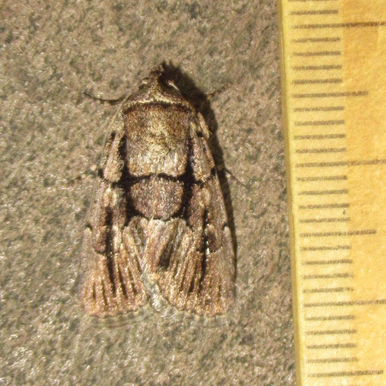 Image of <i>Sympistis infixa</i>