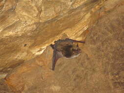 Image of Pond Bat