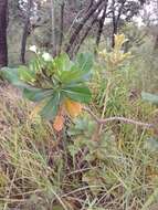 Himatanthus obovatus (Müll. Arg.) R. E. Woodson的圖片