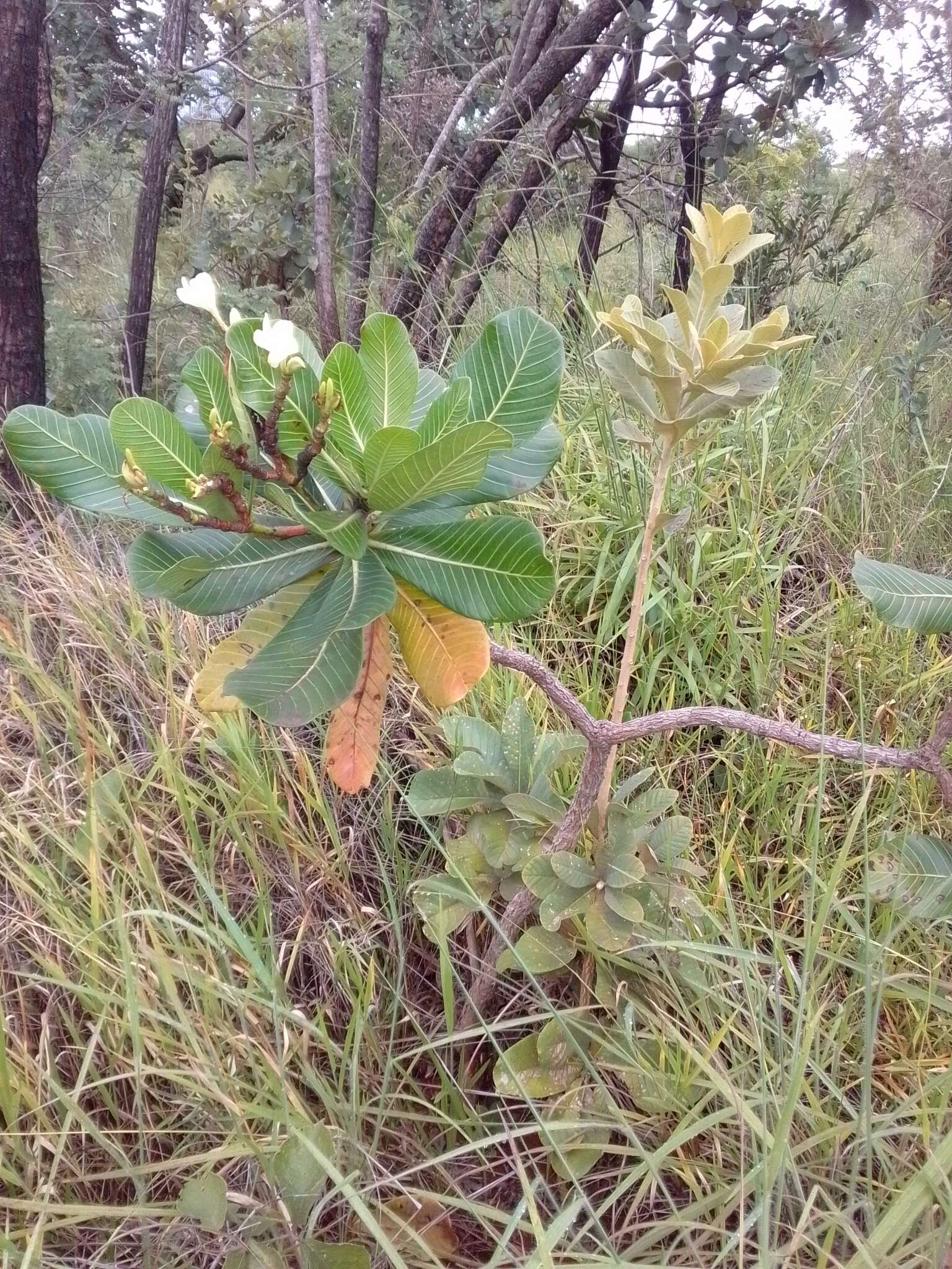 Himatanthus obovatus (Müll. Arg.) R. E. Woodson的圖片