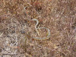 Plancia ëd Thamnophis hammondii (Kennicott 1860)