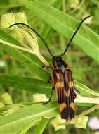 Image of Tragocerus fasciatus (Donovan 1805)