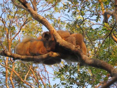 Image of Bennett's Brown Lemur