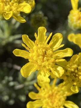 Image of goldenweed