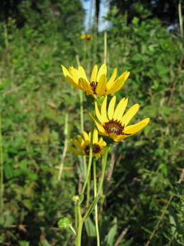 Image of stiff sunflower