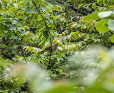 Image of Stripe-throated Bulbul