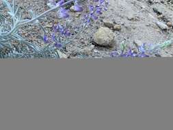 Image of Dedecker lupine