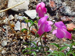 Image of Antirrhinum linkianum Boiss. & Reuter