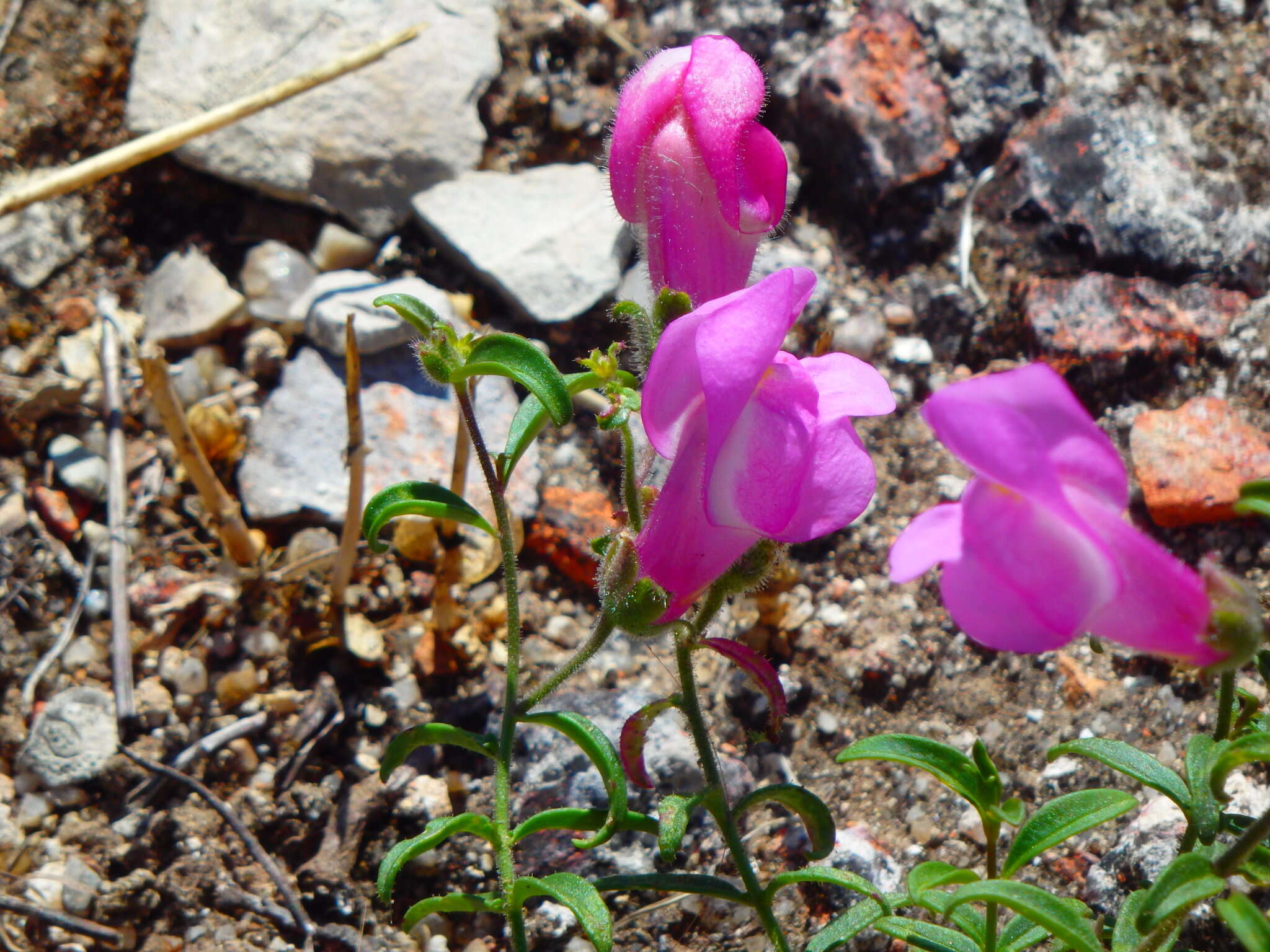 صورة Antirrhinum linkianum Boiss. & Reuter