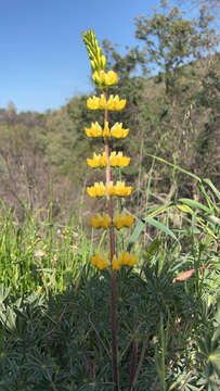 Слика од Lupinus luteolus Kellogg