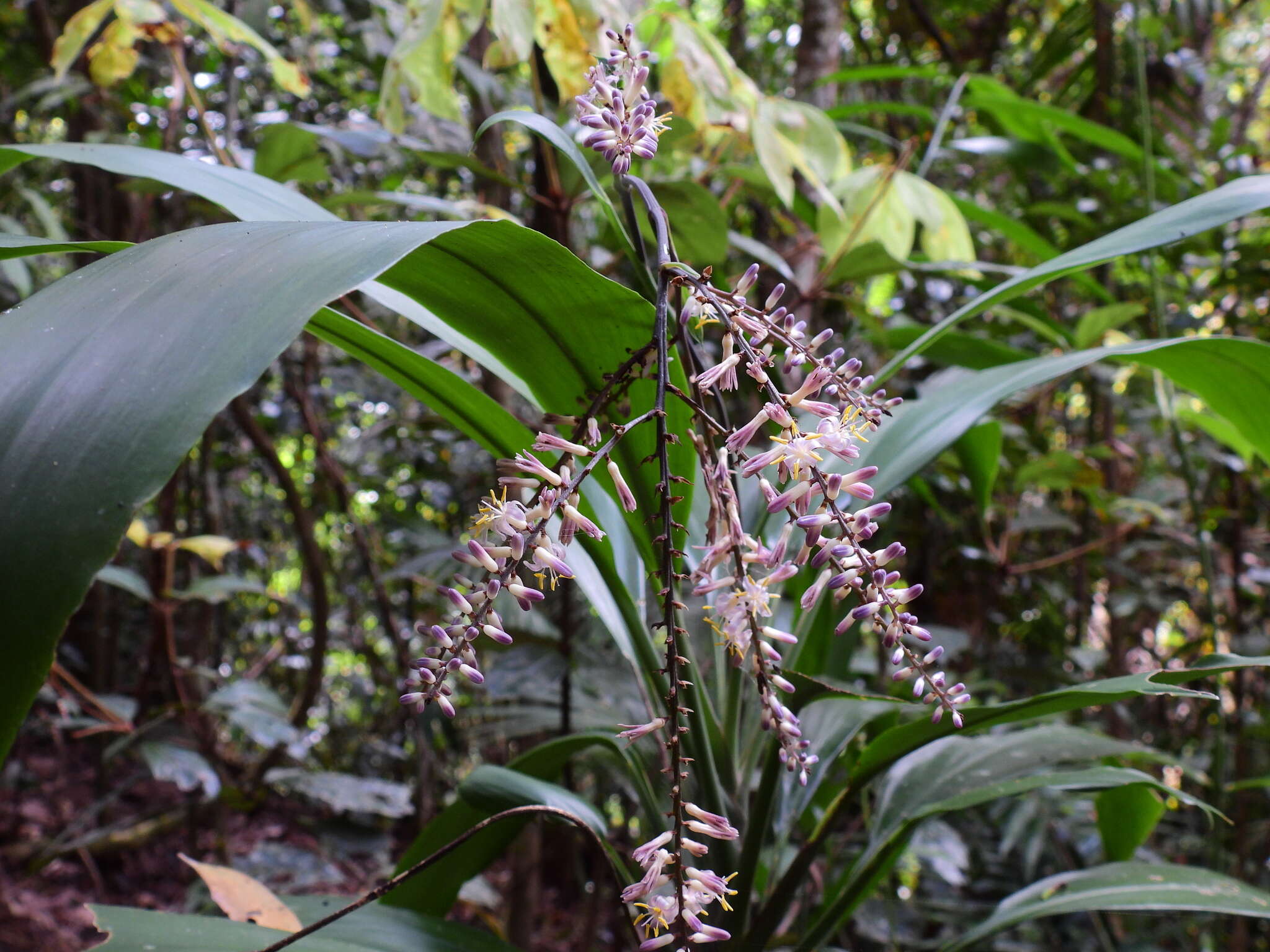 Image of Cordyline cannifolia R. Br.