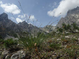 Image of Carex mucronata All.