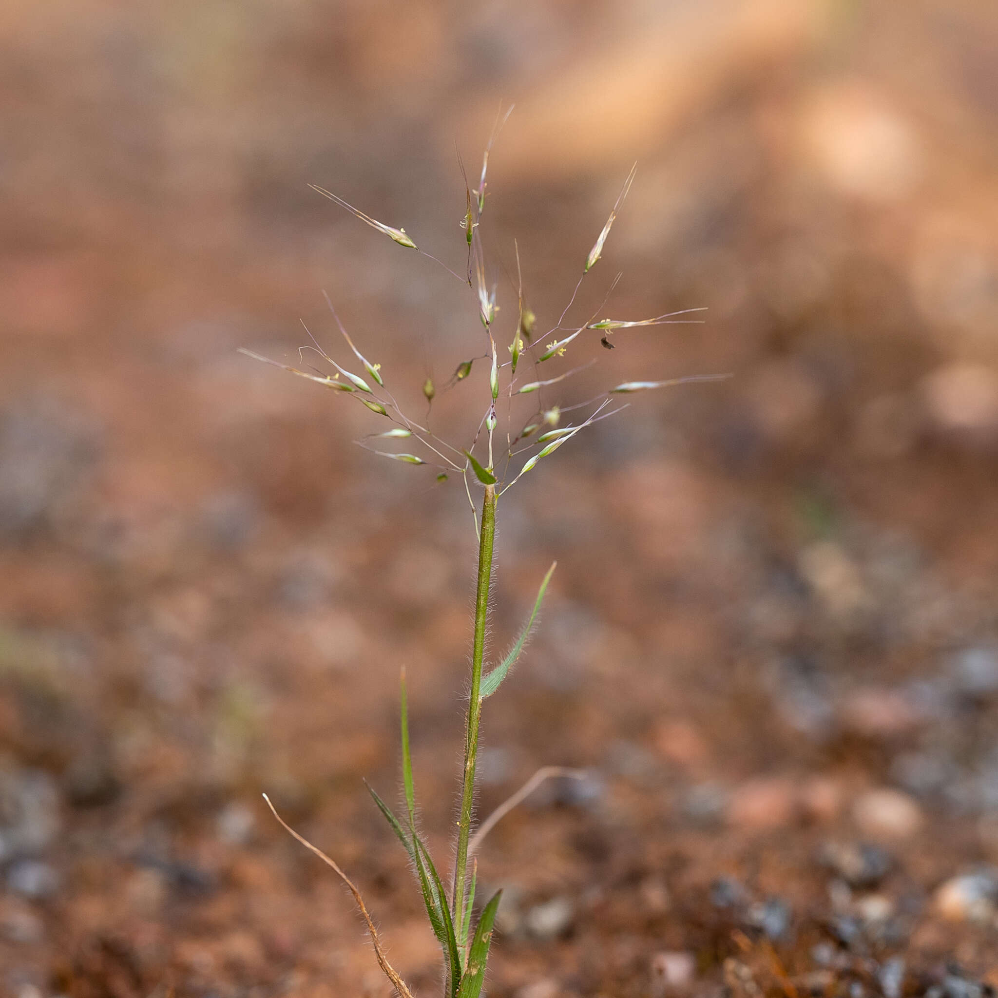 Plancia ëd Pentameris airoides (Nees) Steud.