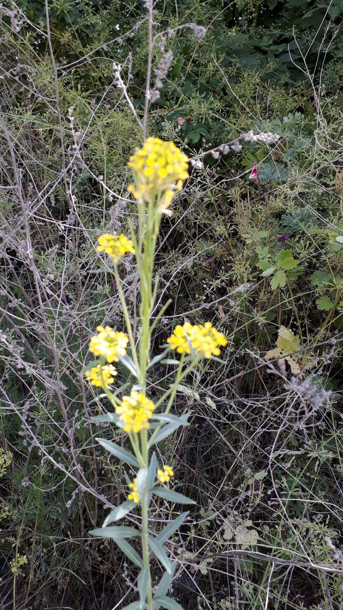 Image of Erysimum virgatum Roth