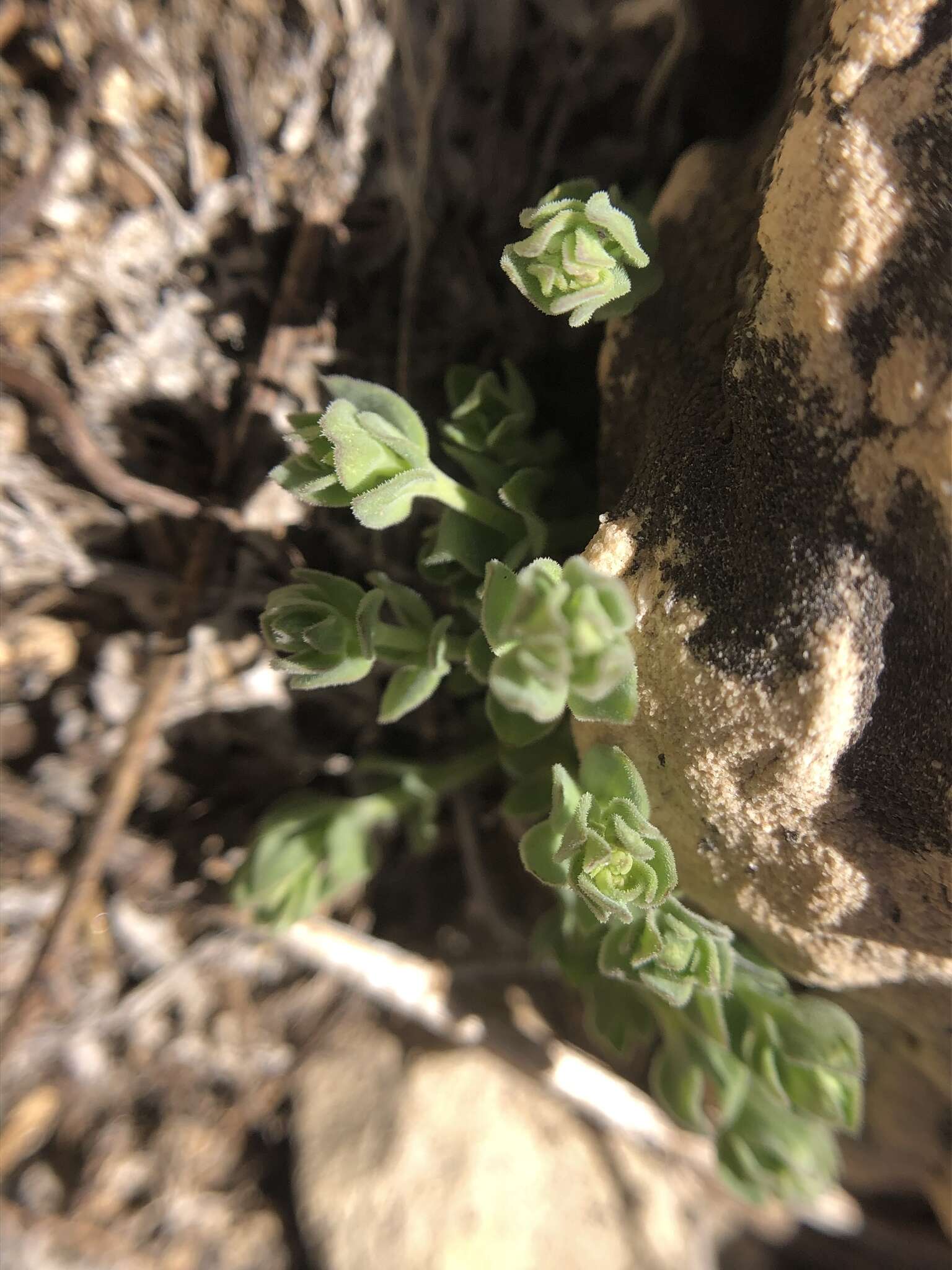 Imagem de Galium hypotrichium subsp. hypotrichium