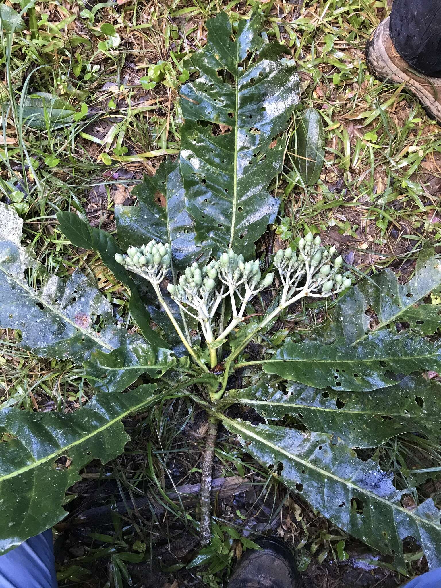 Image of Anthocleista amplexicaulis Baker