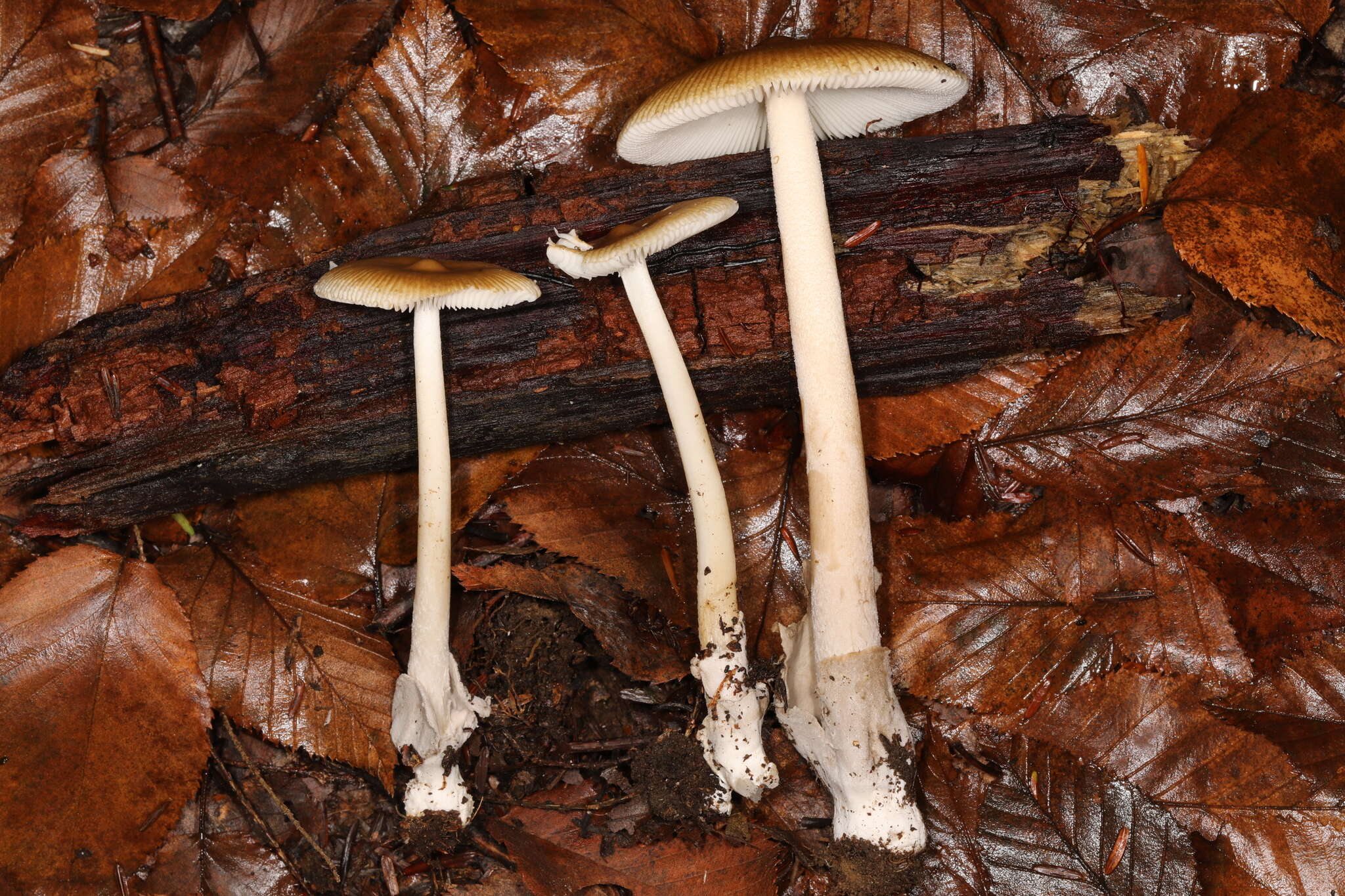 Image of Amanita sinicoflava Tulloss 1988