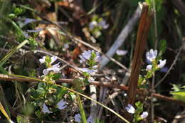 Image of Scaevola albida (Smith) Druce