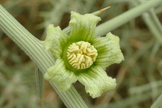 Imagem de Acanthosicyos horridus Welw.