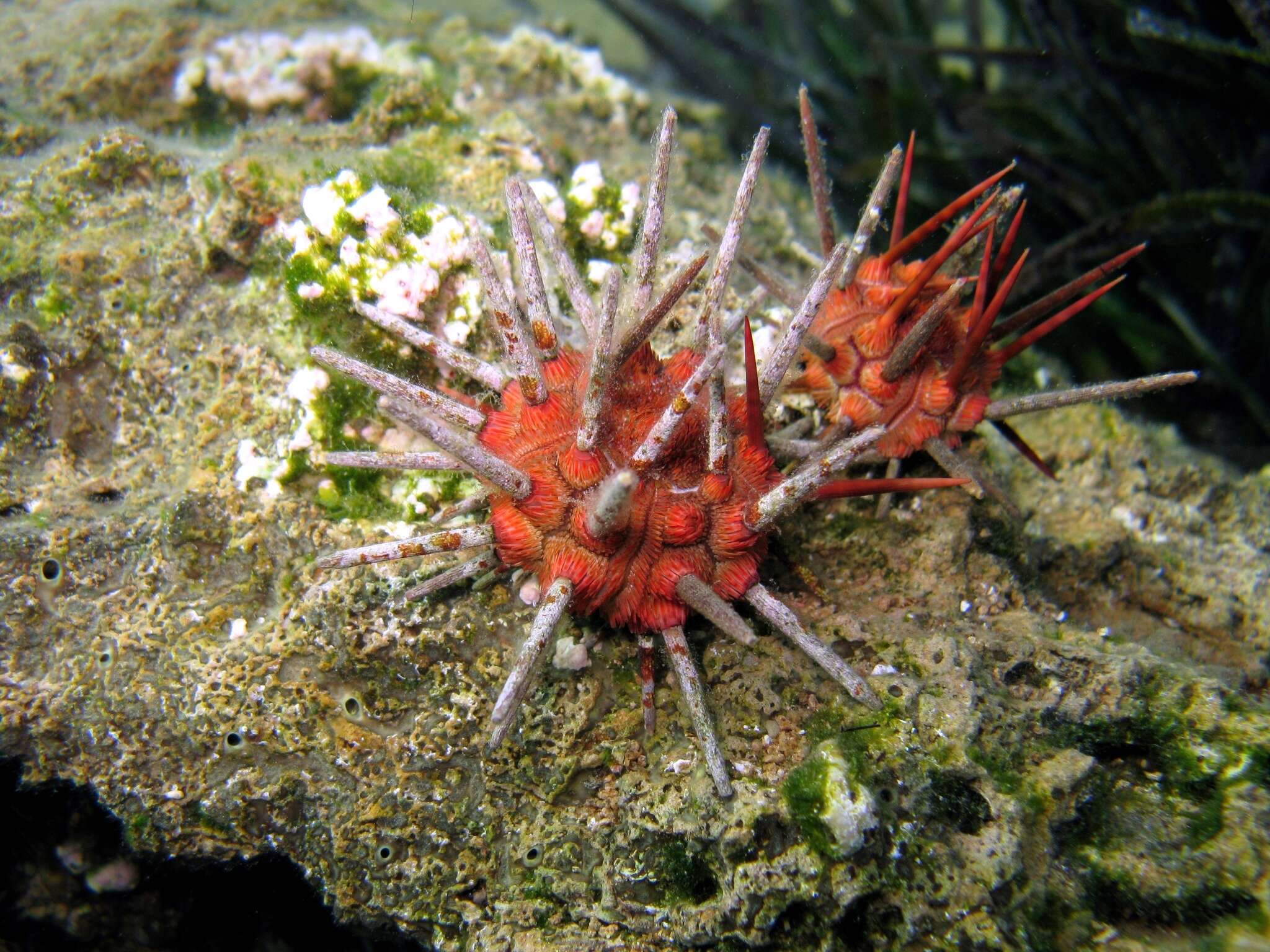 Image of pencil urchin