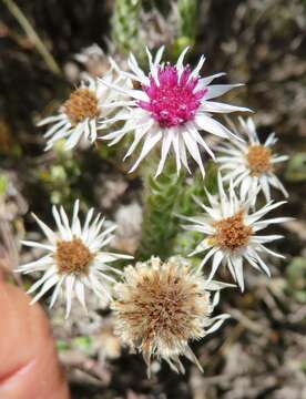 Image of Lachnospermum imbricatum (Berg.) Hilliard