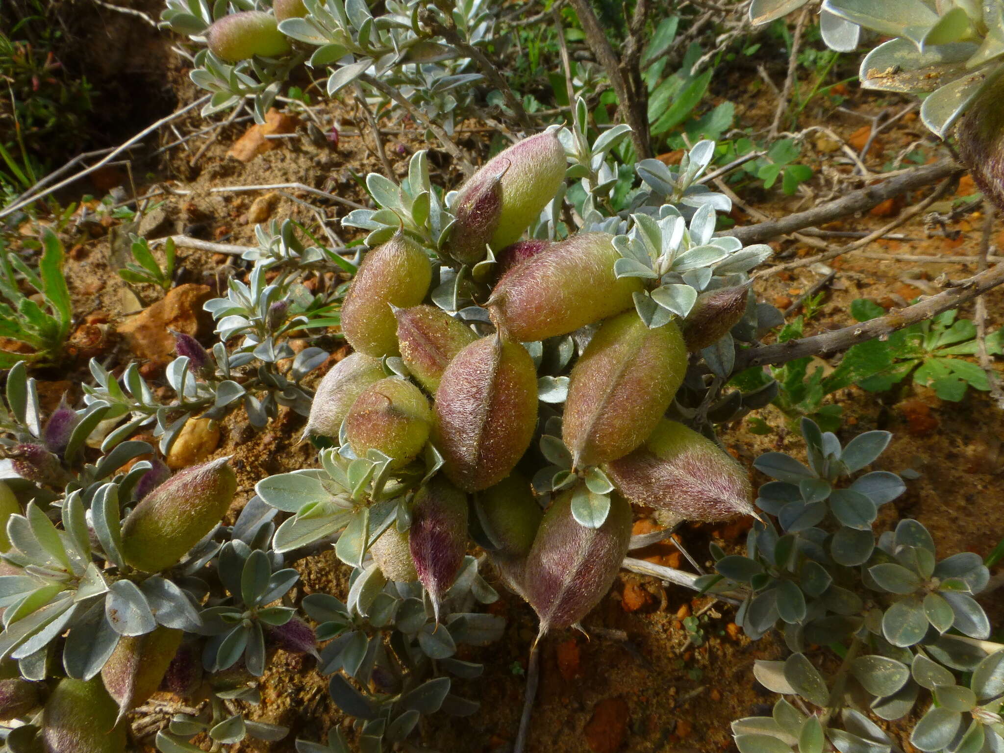 Image of Podalyria sericea R. Br.