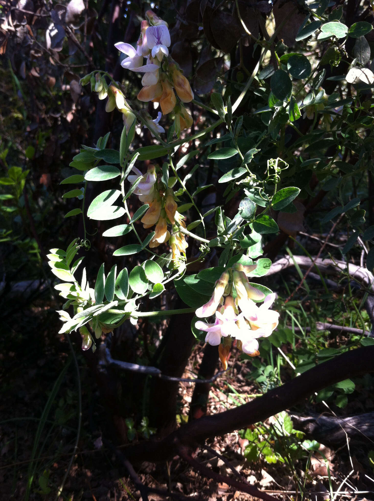 Image of Pacific pea