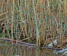 Image of Moustached Warbler