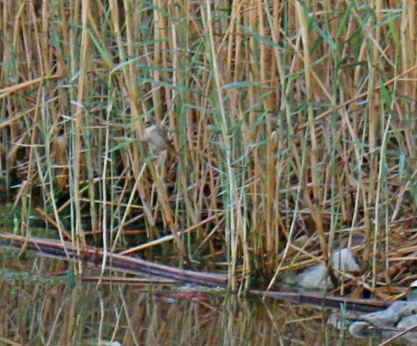 Image of Moustached Warbler